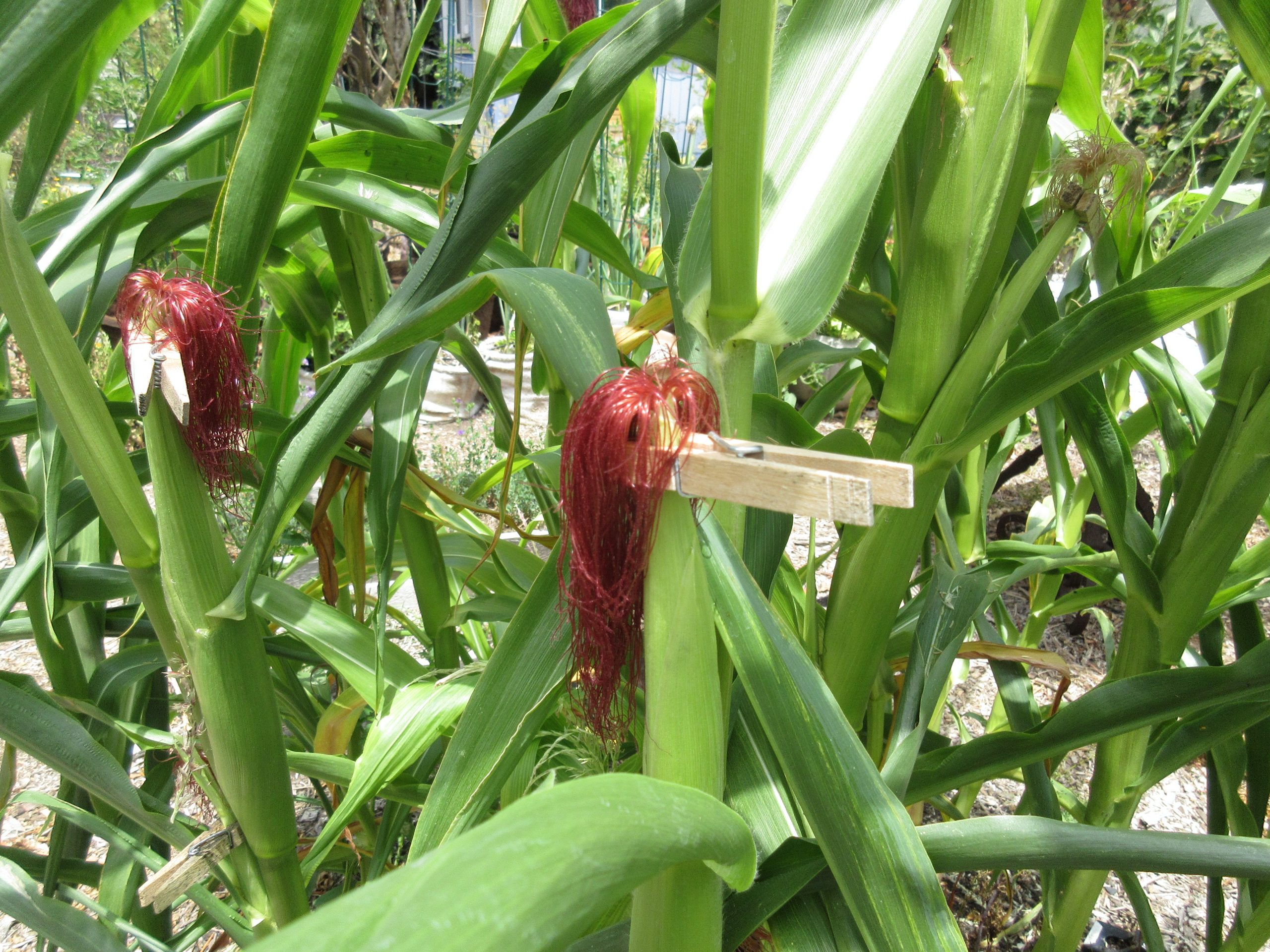Sweet corn protected
