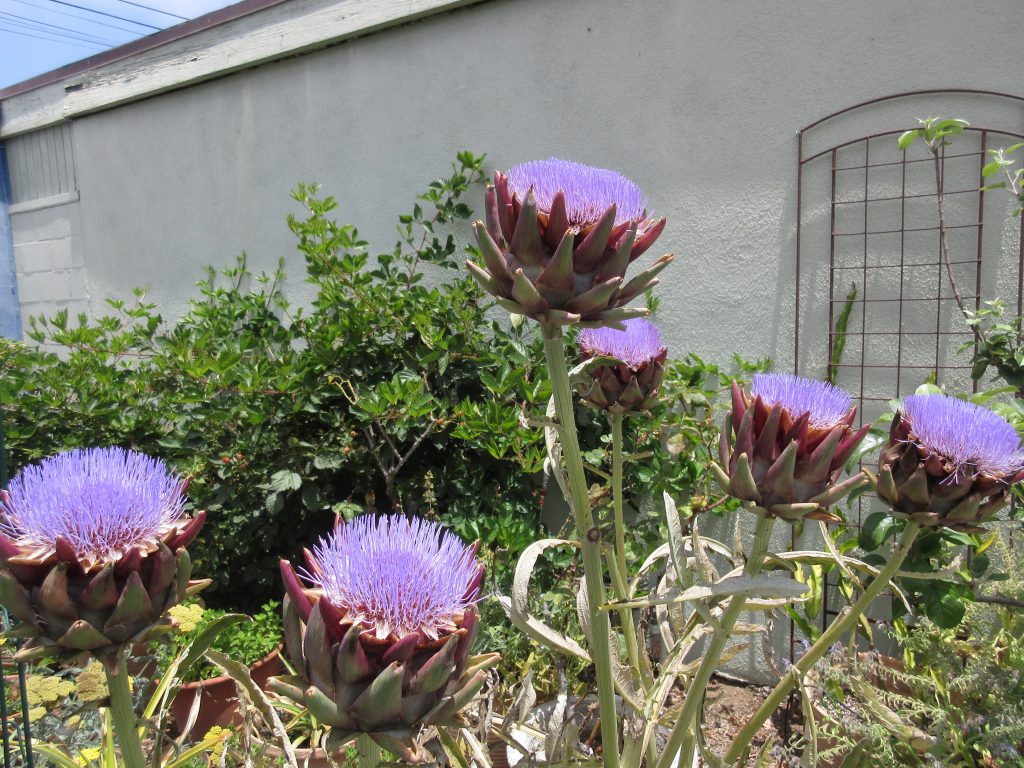 Artichoke flowers