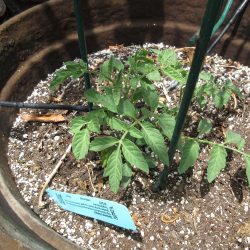 Ask Gardenerd: Best Soil for Tomatoes