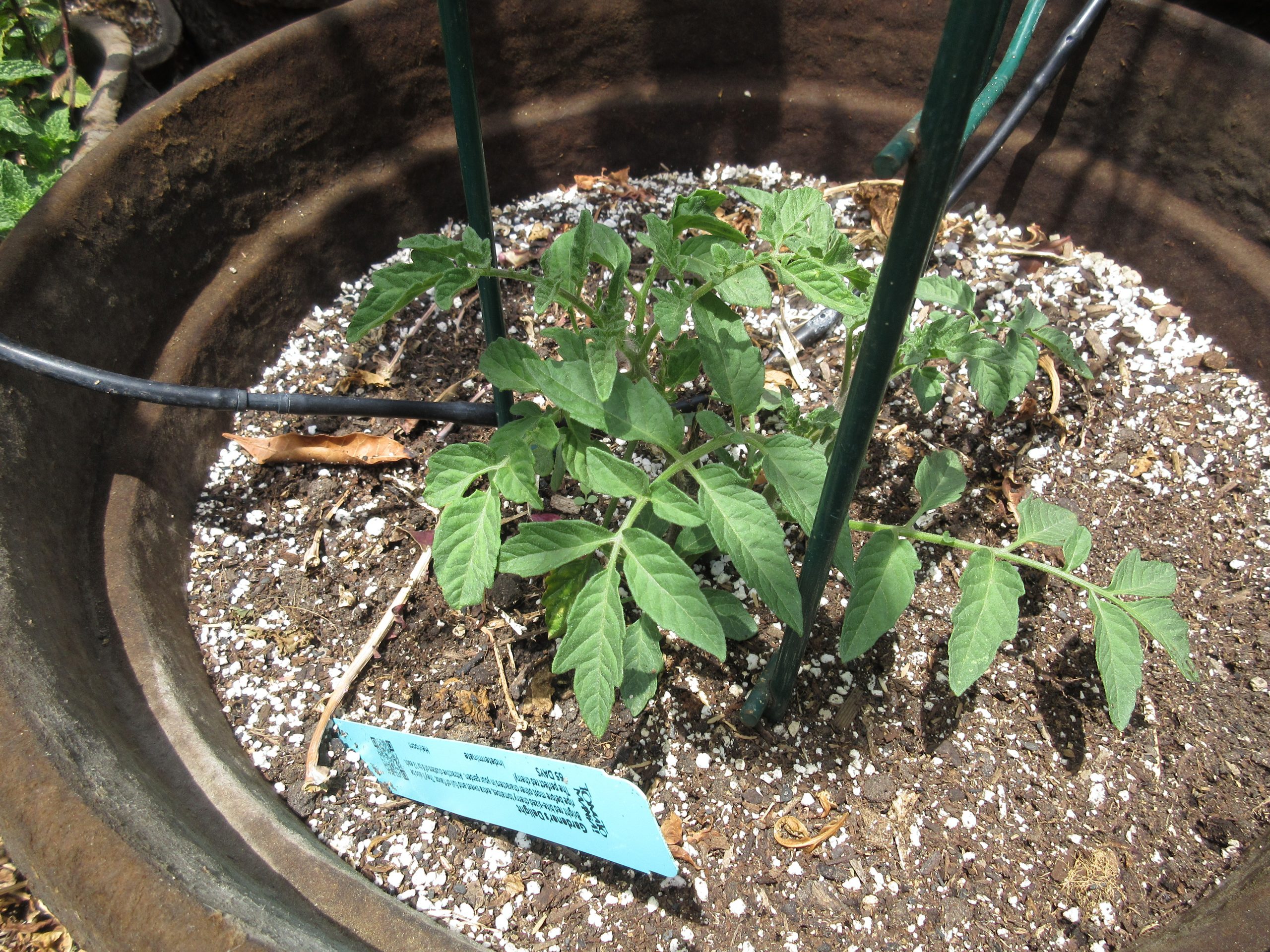 Wordless Wednesday tomato