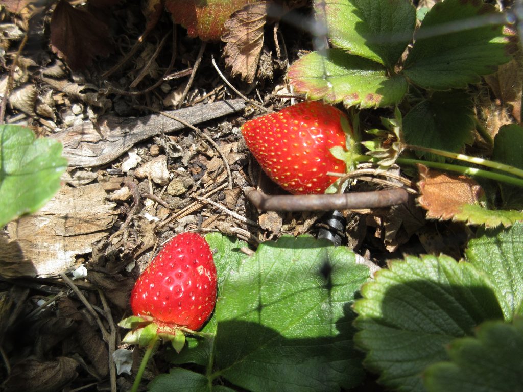 Strawberries wordless wednesday