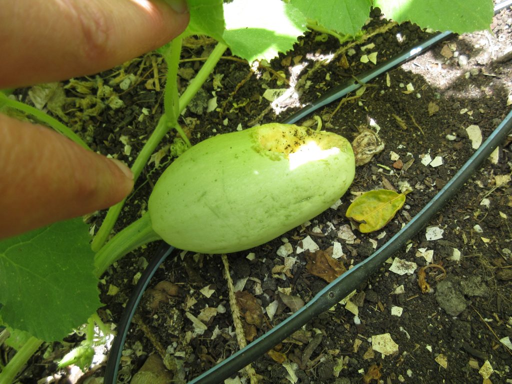 Wordless Wednesday spaaghetti squash