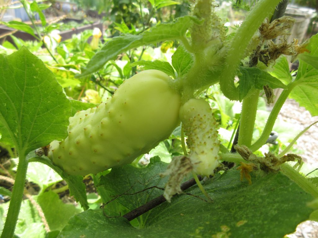 Platinum cucumbers