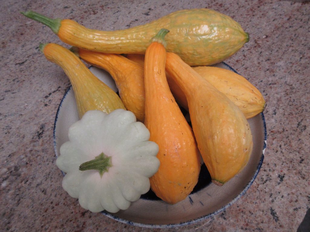 Yellow Crookneck squash