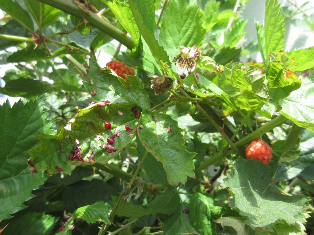 Eaten blackberries wordless wednesday