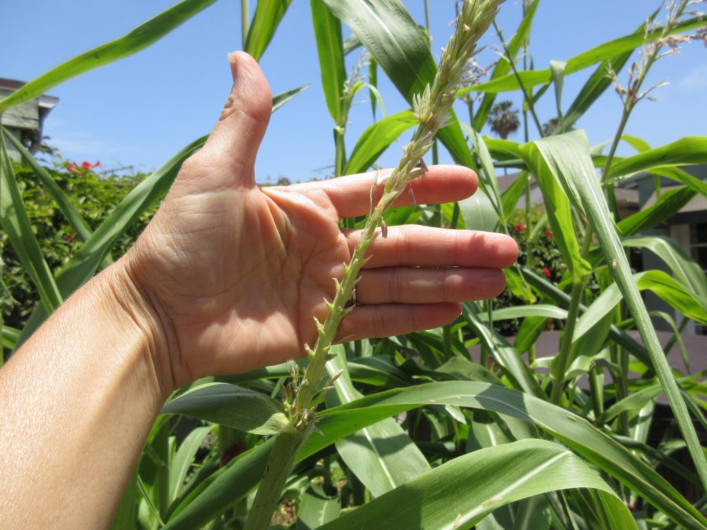 Corn tassel eaten