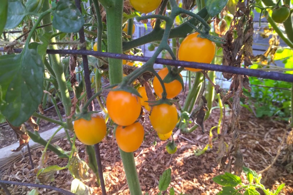 Nikolayev Yellow cherry tomato - hello summer!
