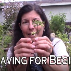 YouTube: Best Seeds to Save – Seed Saving for Beginners