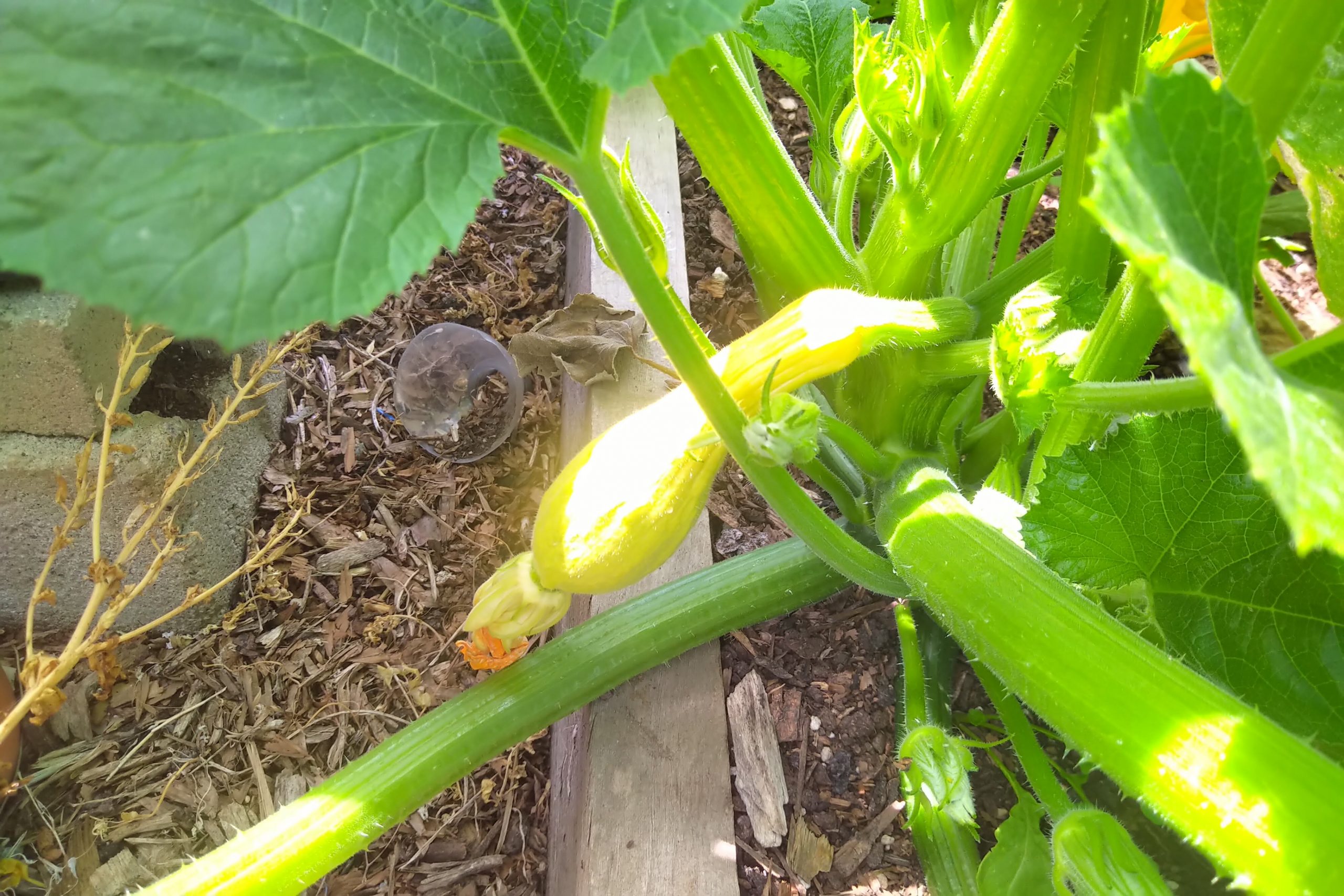 Yellow crookneck squash Gardenerd