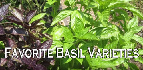 Read more about the article YouTube: Favorite Basil Varieties
