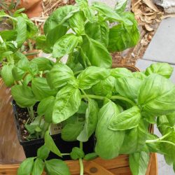 Ask Gardenerd: Holes in My Basil