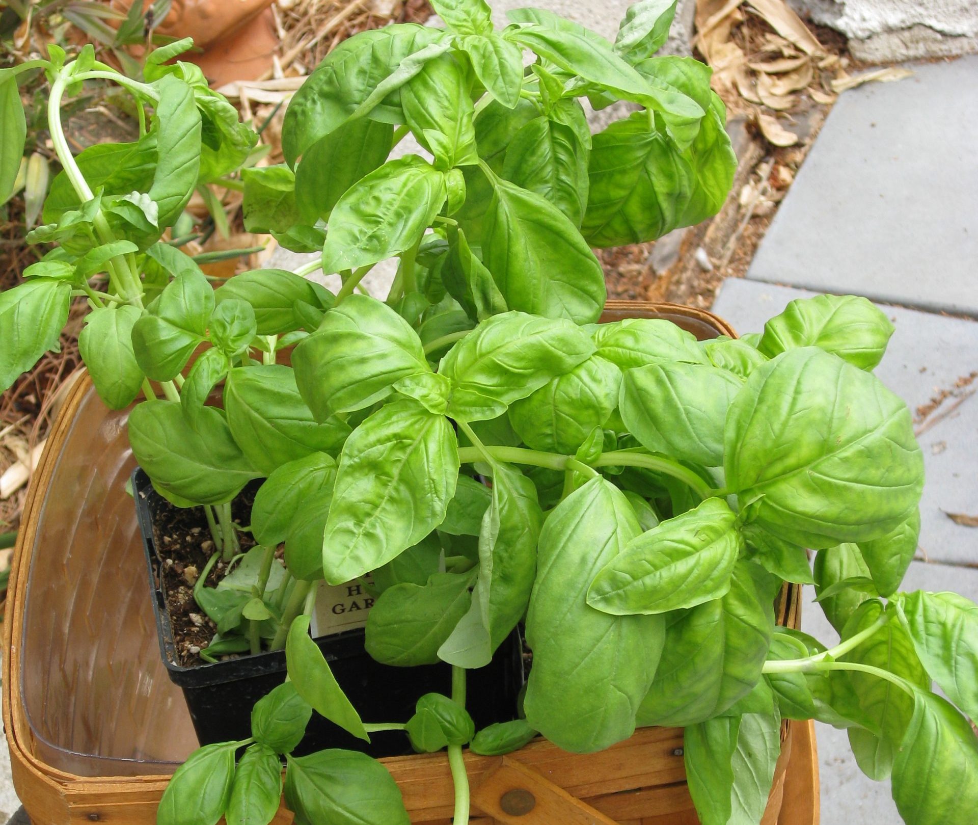 Read more about the article Ask Gardenerd: Holes in My Basil