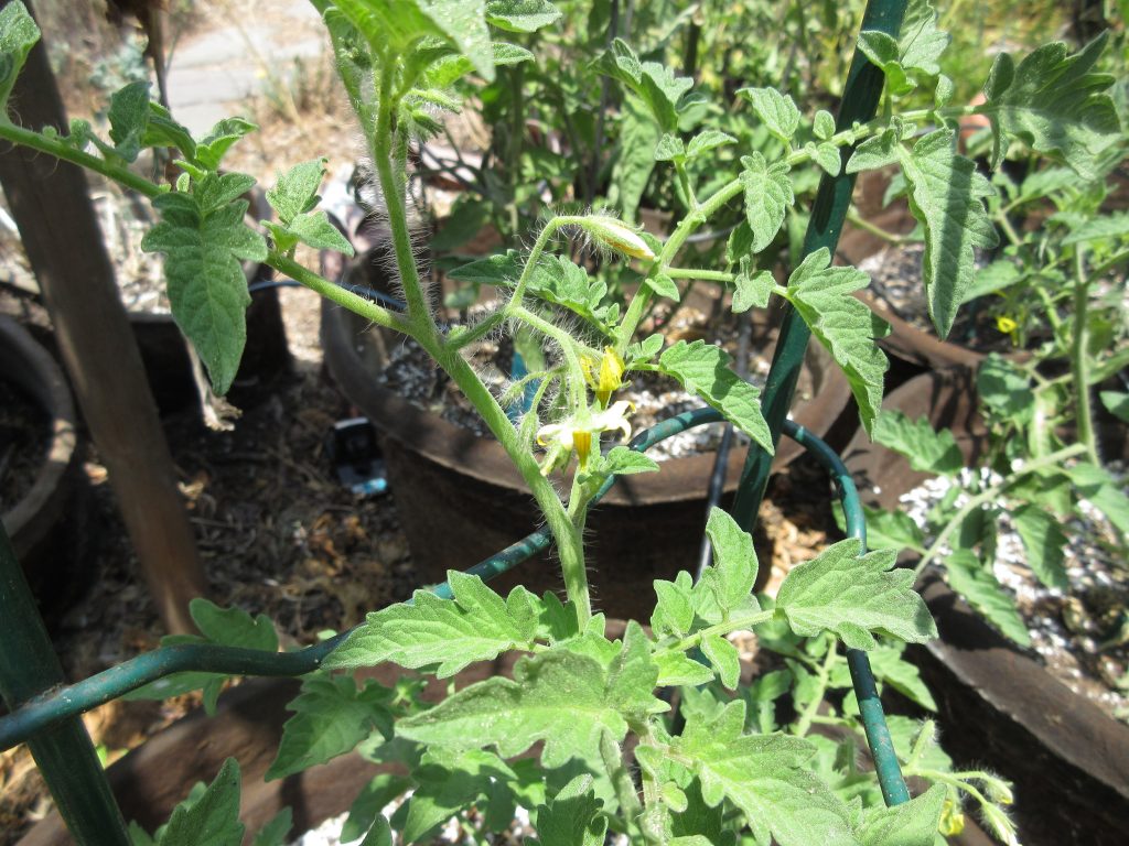 Recovered tomatoes