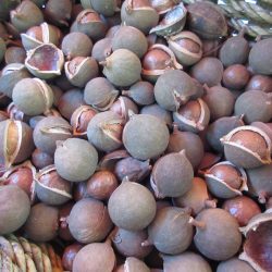 Little Farm macadamia nuts