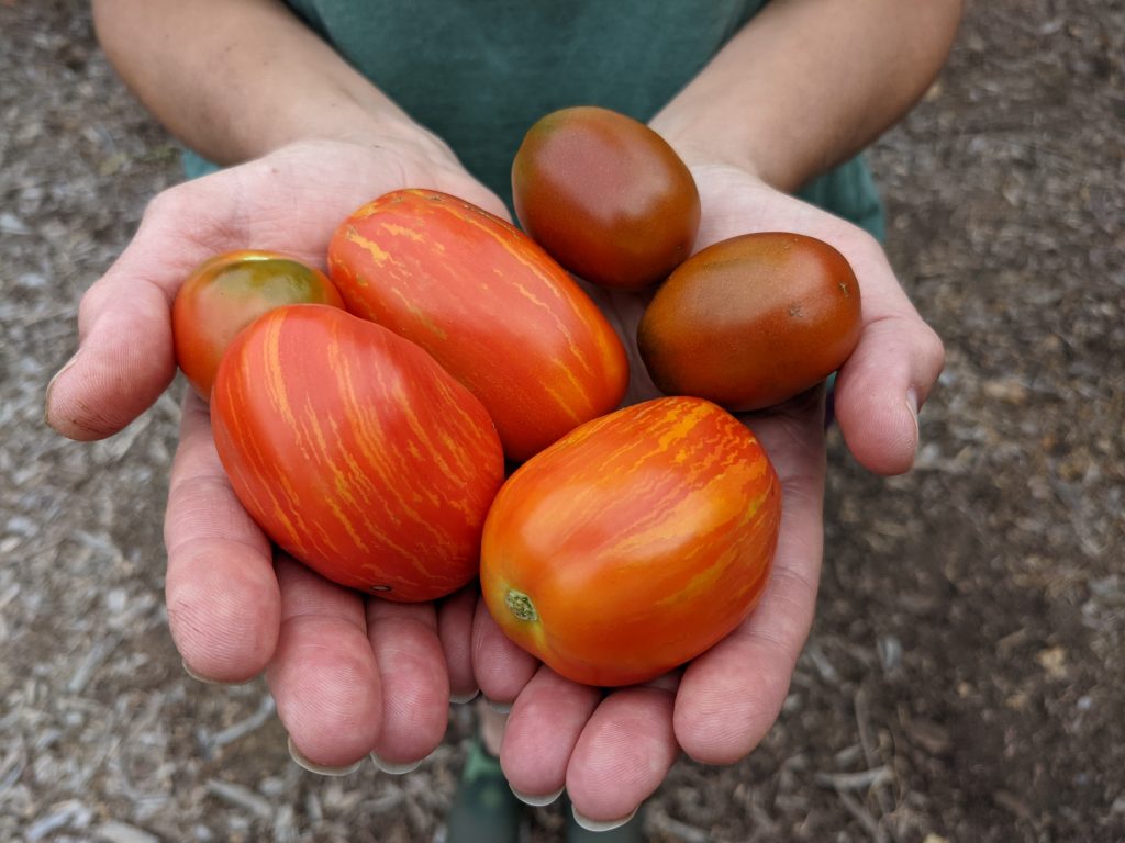 Striped roman tomatoes