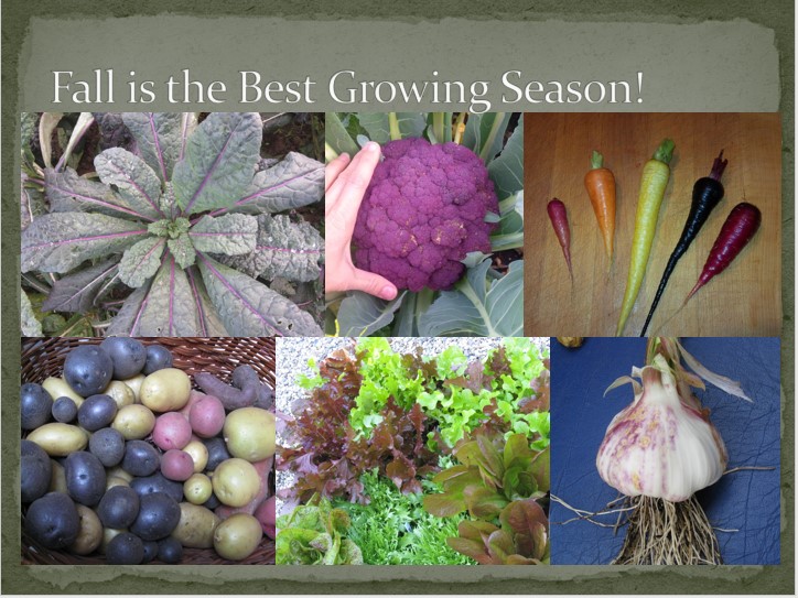 Fall Crops Collage