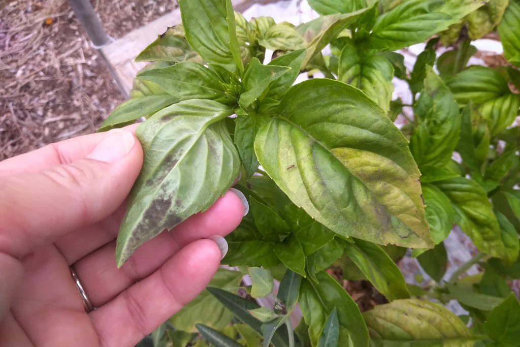 Downy mildew basil