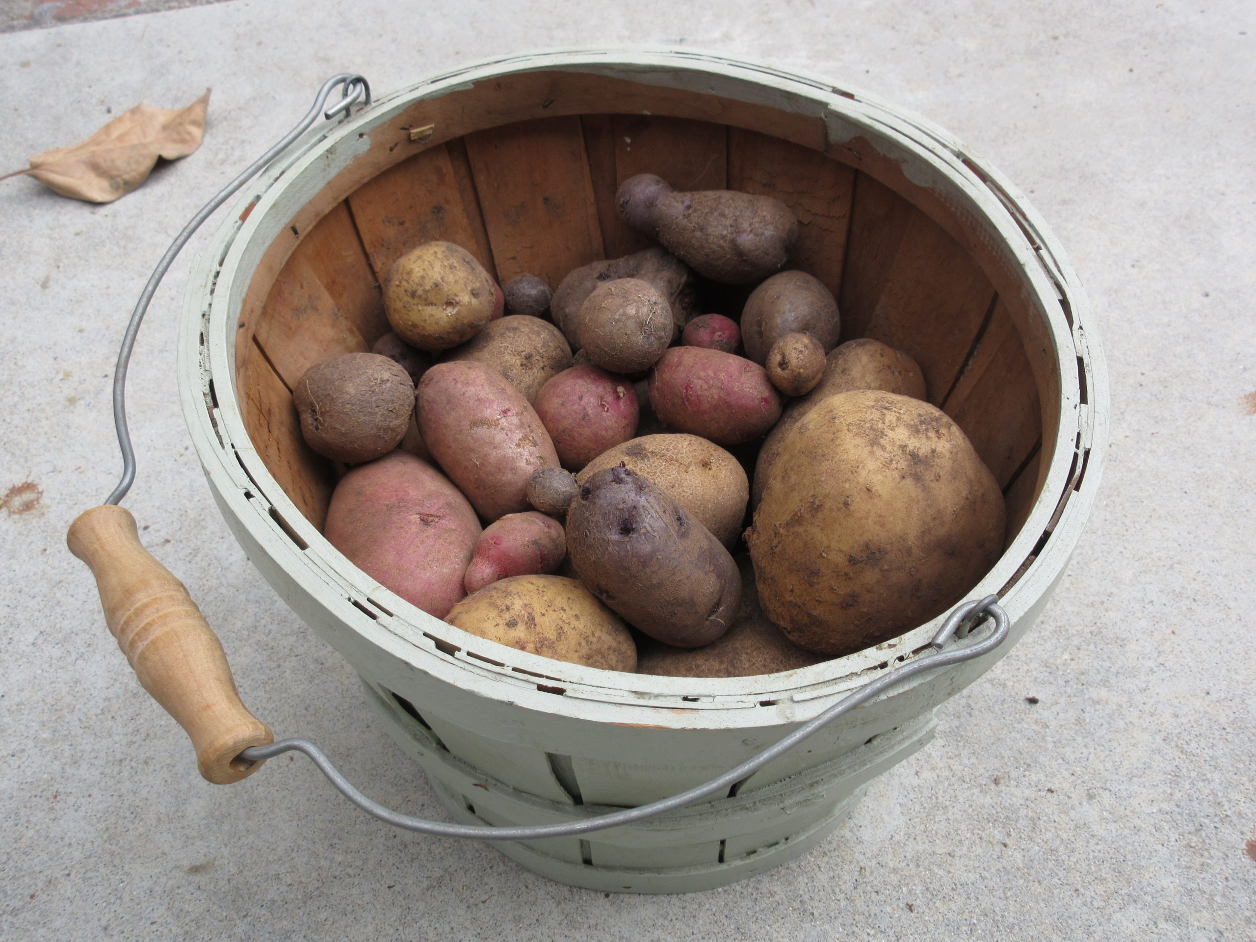 potato harvest