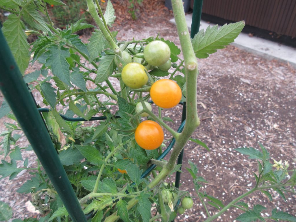 Volunteer tomato