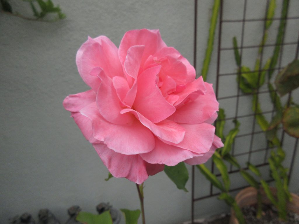 pink rose