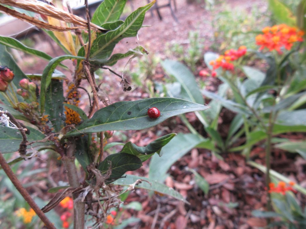 Milkweed and ladybugs