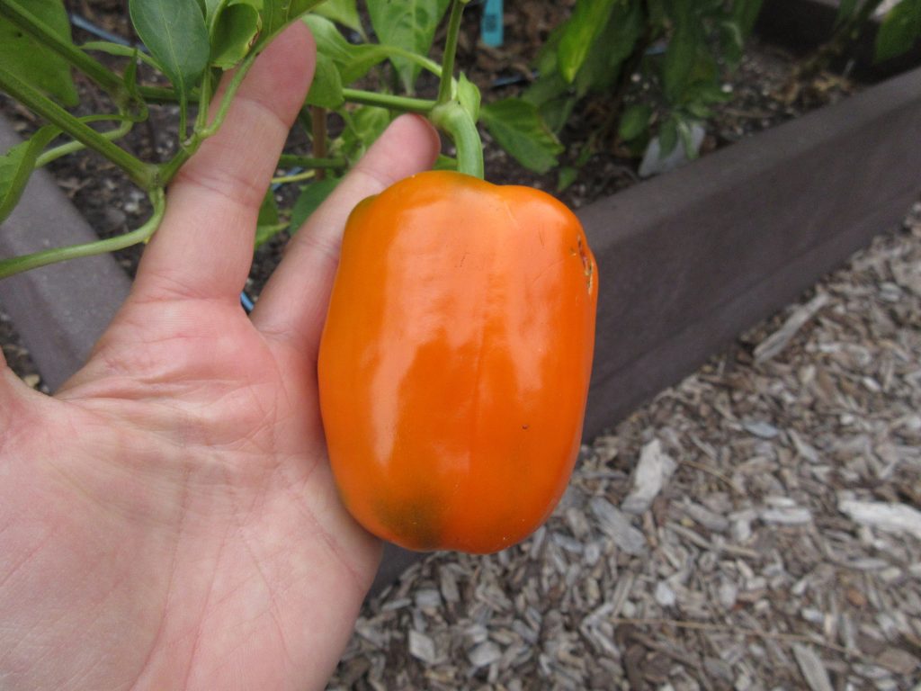 Mystery pepper