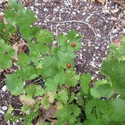 Wordless Wednesday: Bridge The Gap from Summer to Fall