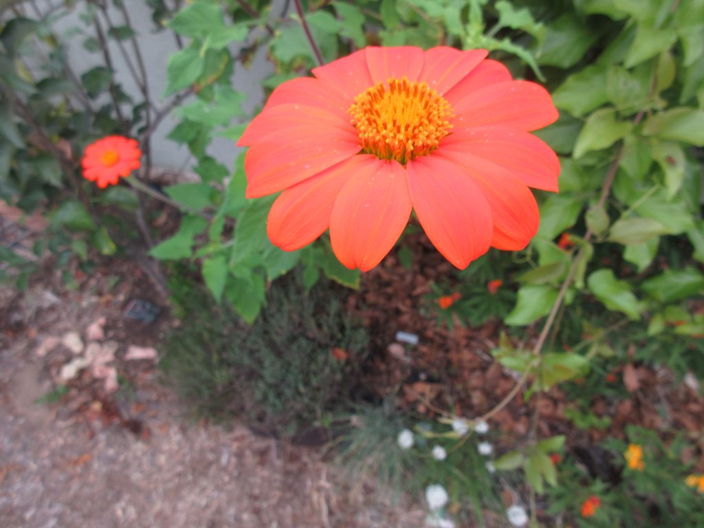 Tithonia