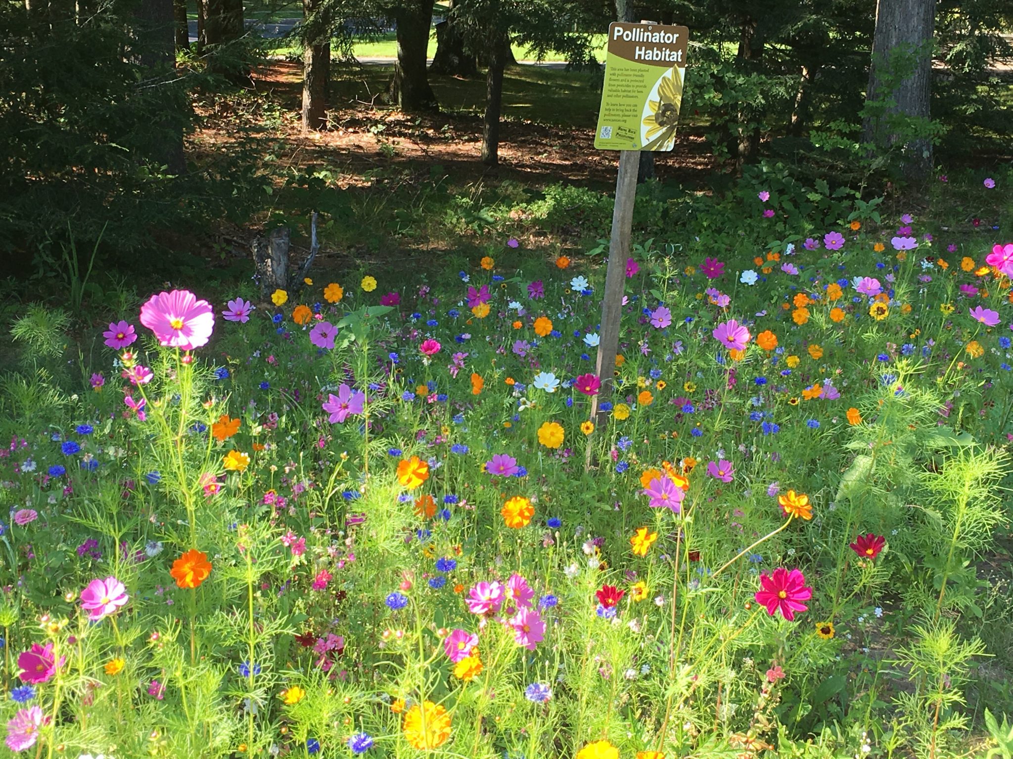 Podcast: Mini Meadows with Mike Lizotte - Gardenerd