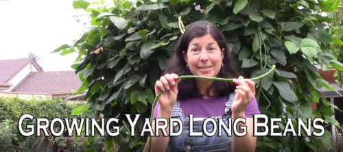 Read more about the article YouTube: Growing Yard Long Beans or Asparagus Beans