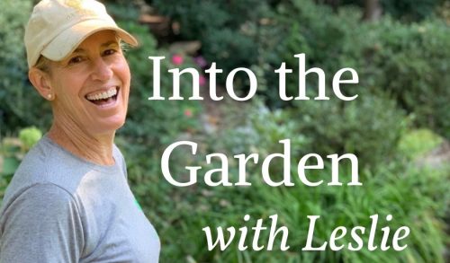 Read more about the article Podcast: Bulbs & Ornamentals with Leslie Harris