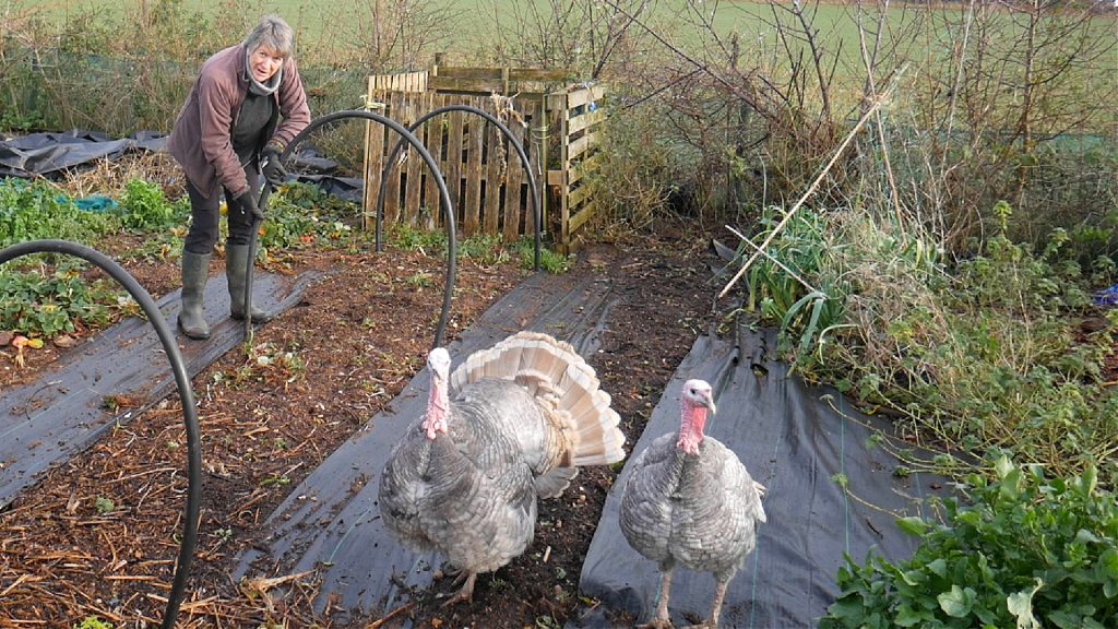 Liz and turkeys