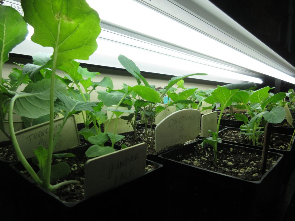 Brassicas under growlights - seed-starting set up
