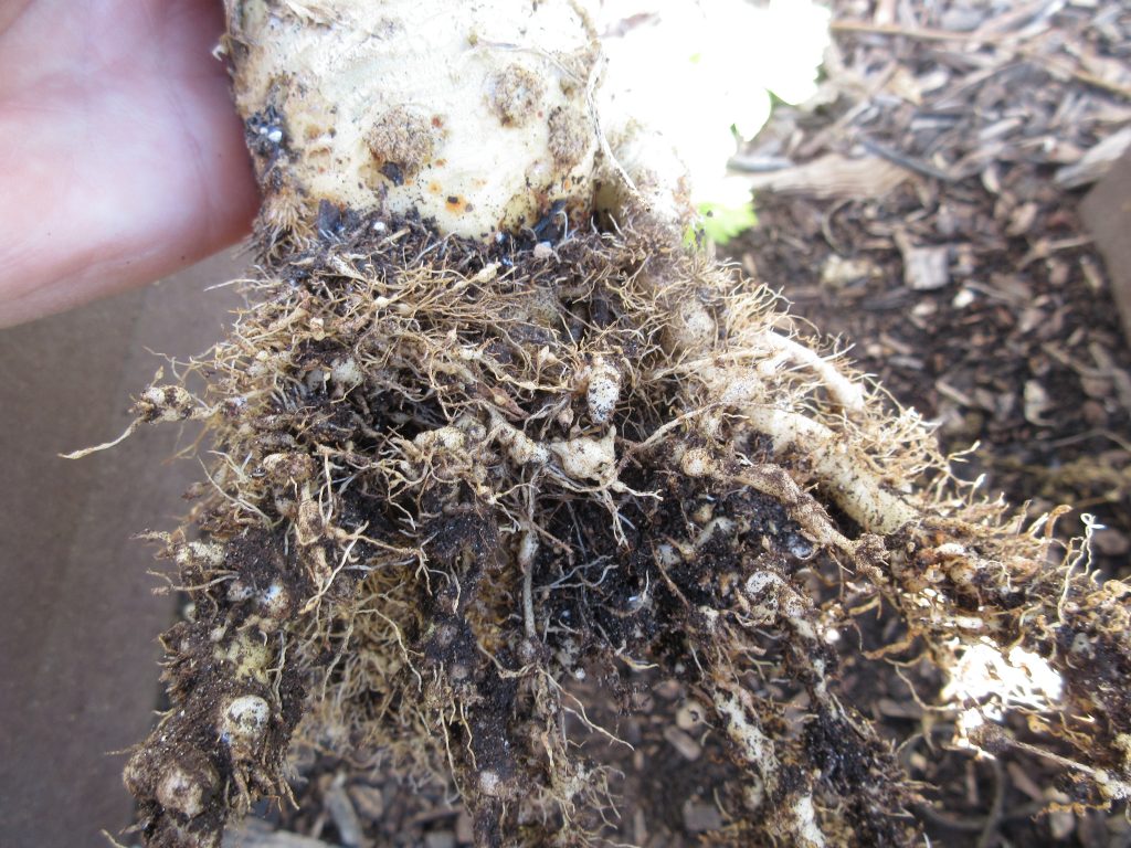 Evidence of root-knot nematodes