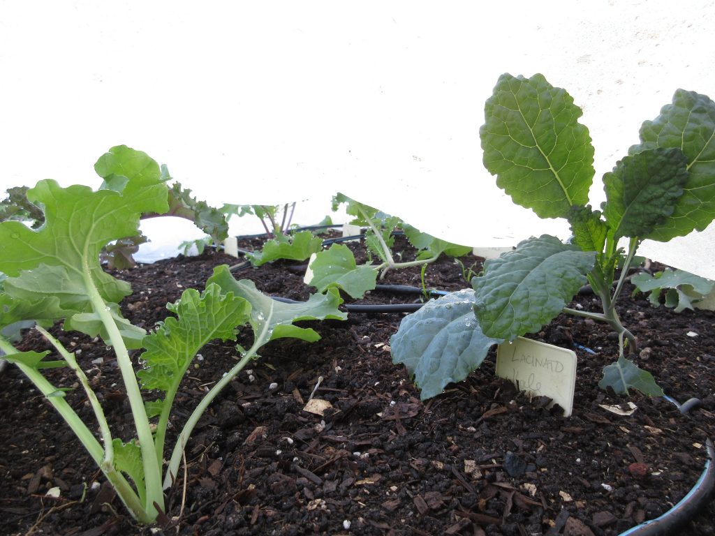 kale under floating row cover