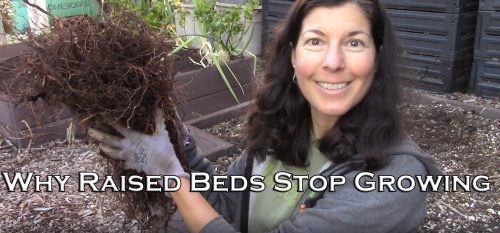 Read more about the article YouTube: Why Raised Beds Decrease in Productivity