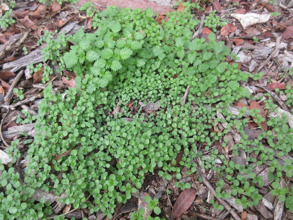 7 Delicious Ways To Use Stinging Nettles - GROWING WITH GERTIE