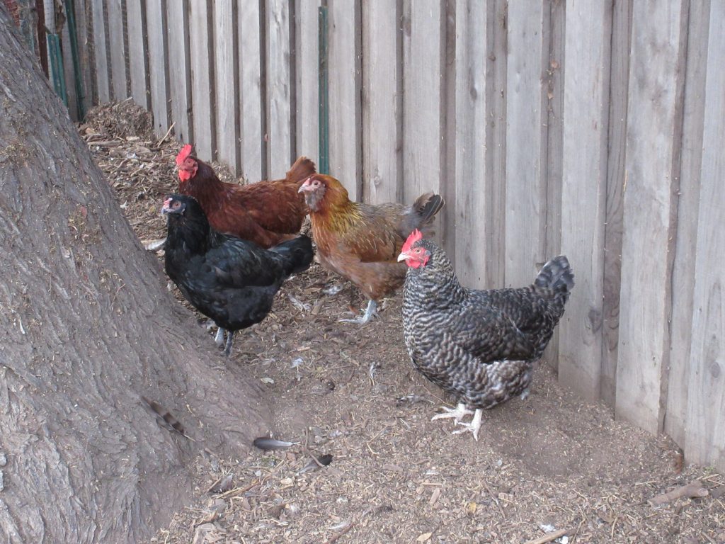 Chickens stilllife