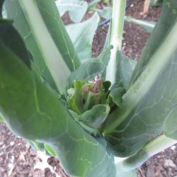 Tip Tuesday: Pest Control Nuggets of Goodness