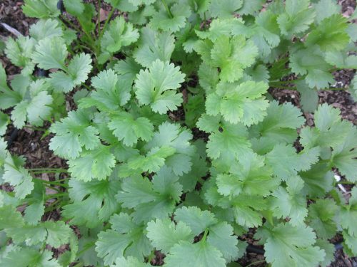 Cilantro