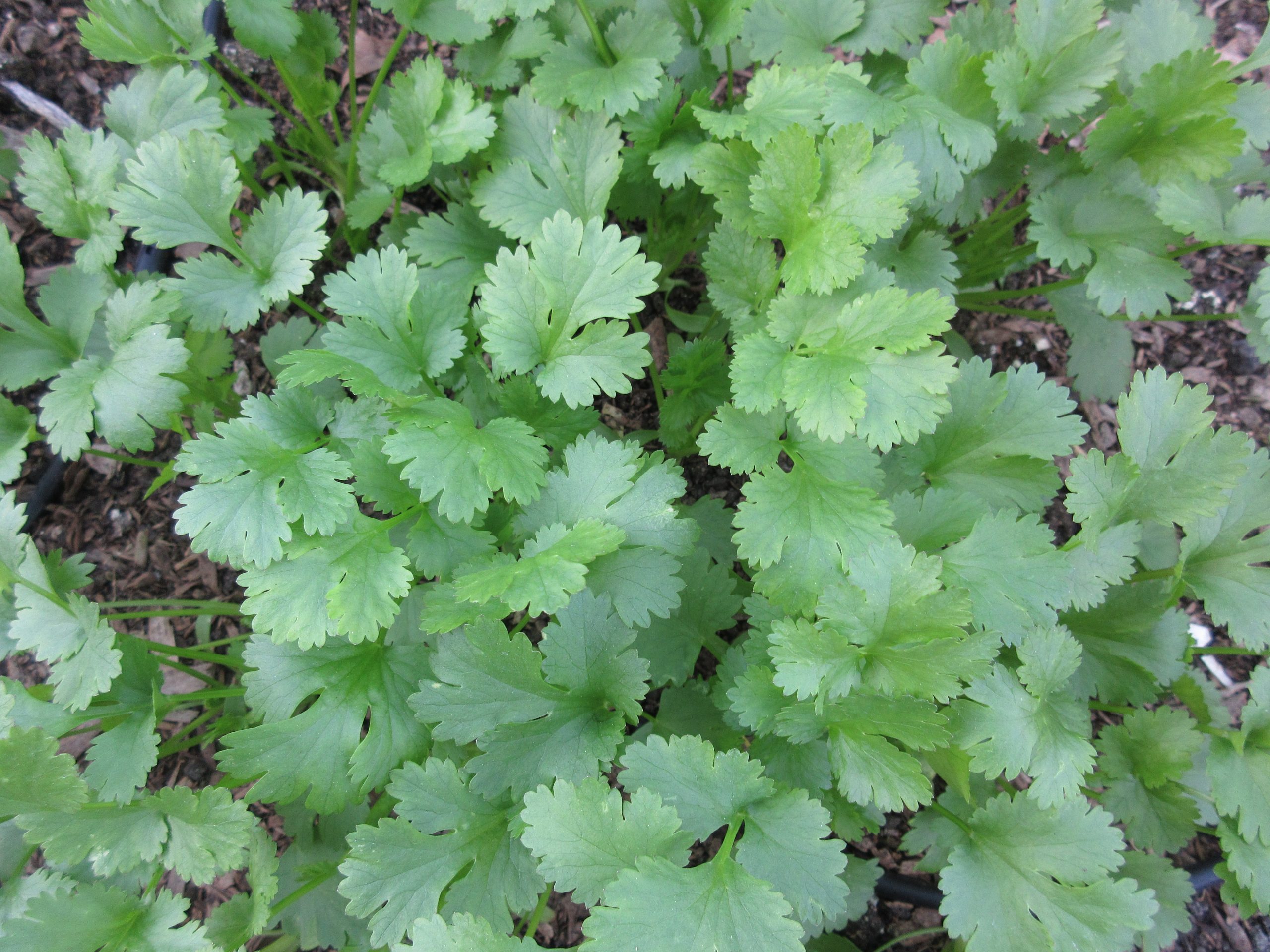 Cilantro