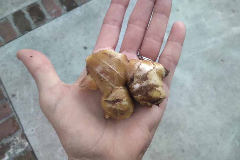 Ginger harvest