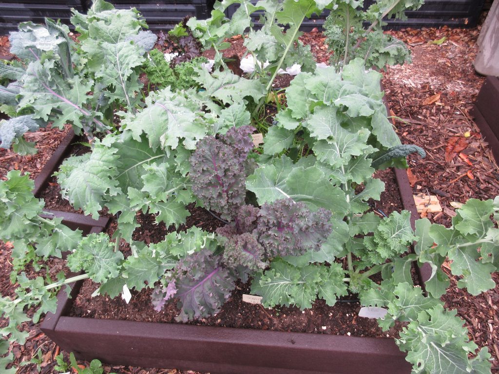 Happy Kale bed