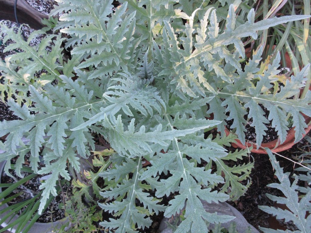 Artichokes