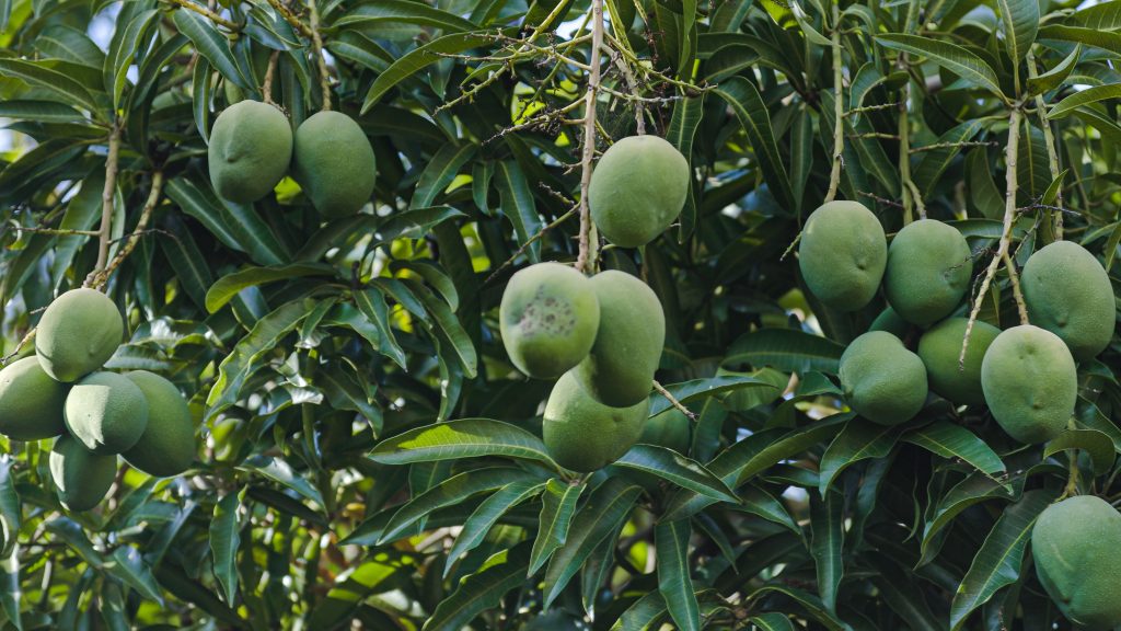 Justin West Shares Mangoes from this ThriveLot