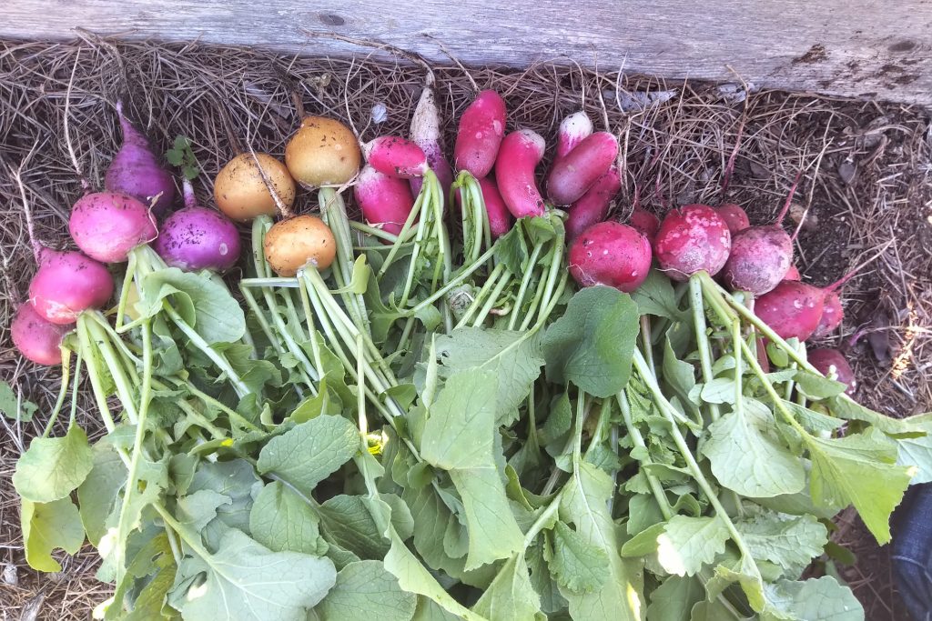 Radish harvest