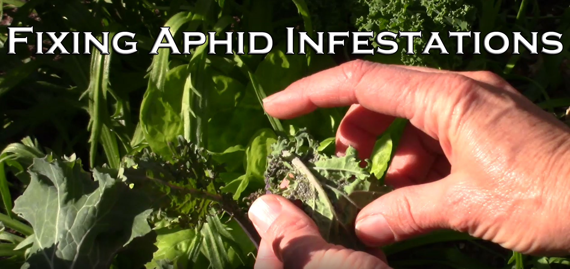 You are currently viewing YouTube: Fixing Aphid Infestations in 3 Steps