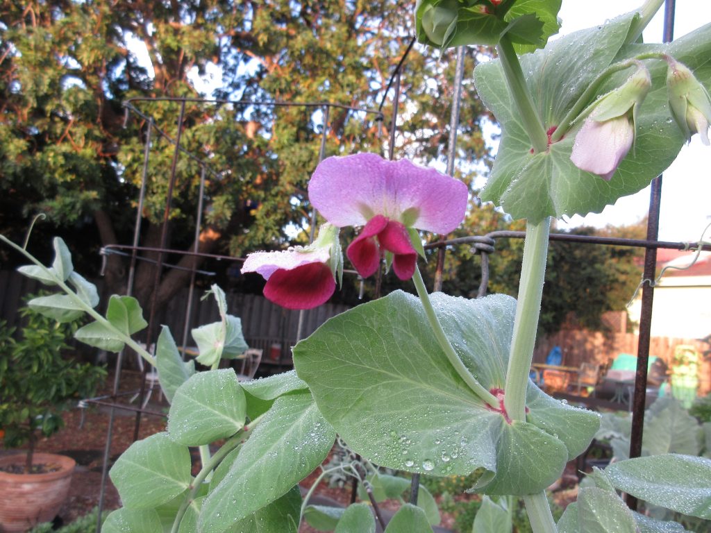 Pea flowers - shelling peas