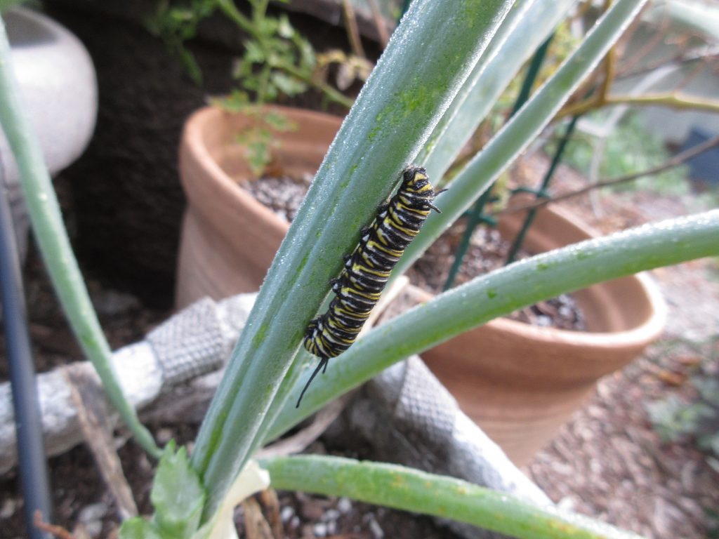 Monarch on a green onion