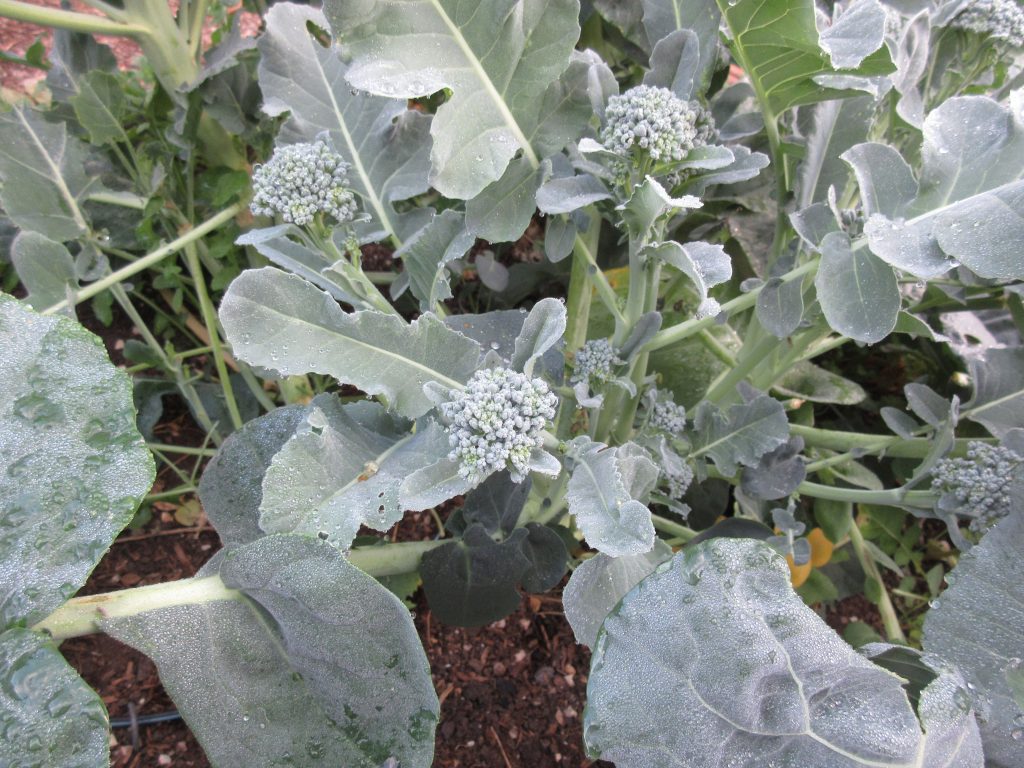 Broccoli shoots